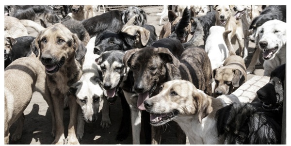 mixed dogs